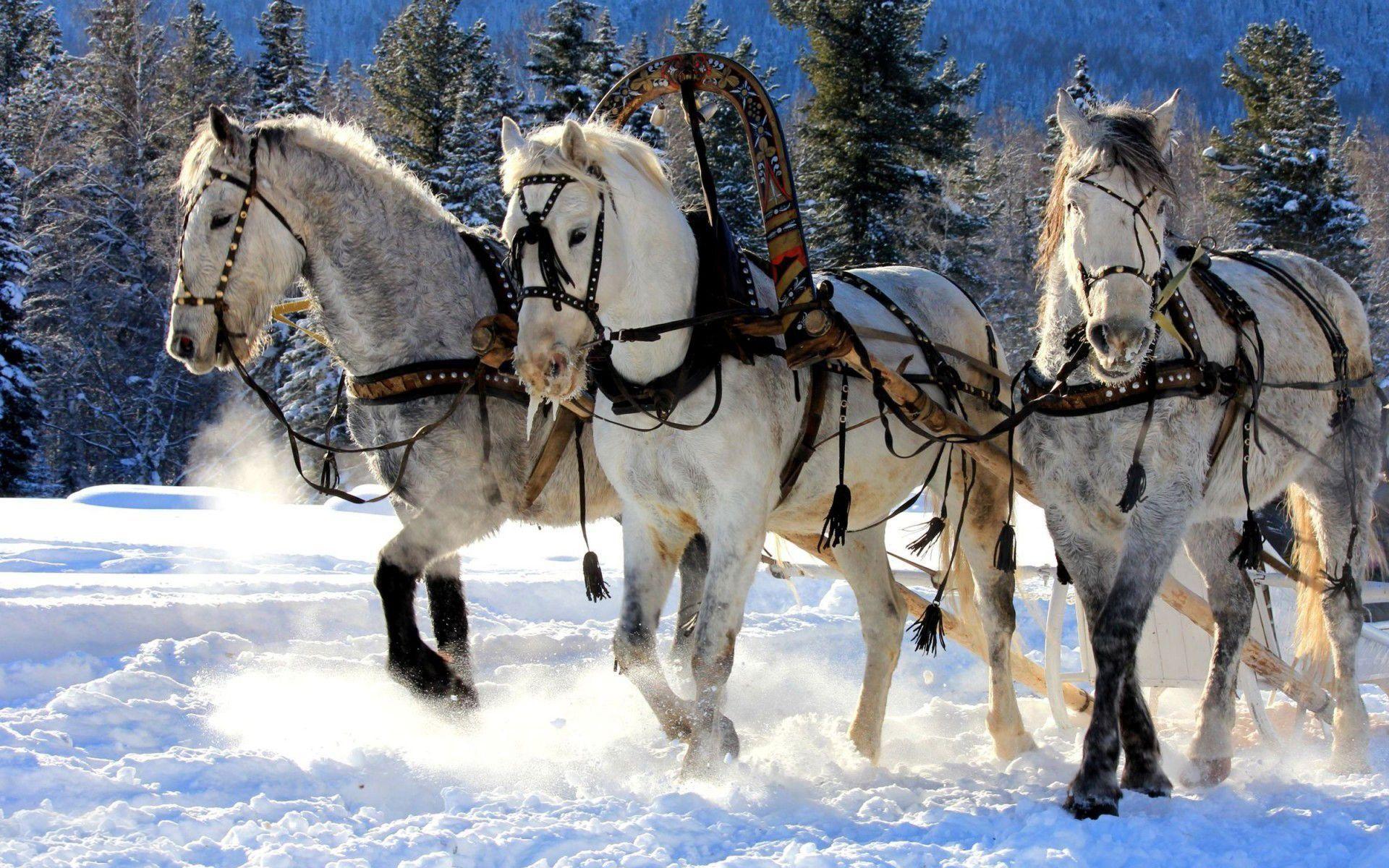 1920x1200 winter, Snow, Nature, Landscape, Horse, Horses Wallpaper HD / Desktop and Mobile Background
