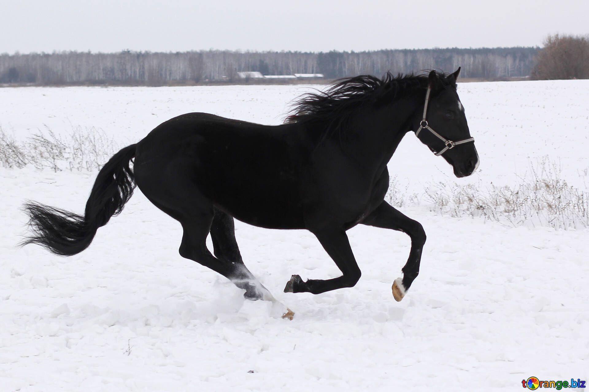 1920x1280 Horses desktop wallpaper horse in the snow snow № 18191