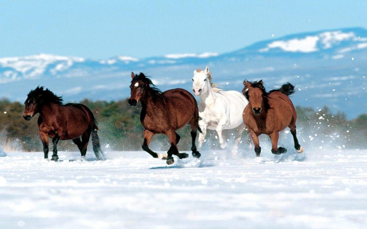 1280x800 Running White Horse In Snow Wallpaper HD Wallpaper Pic Desktop Background