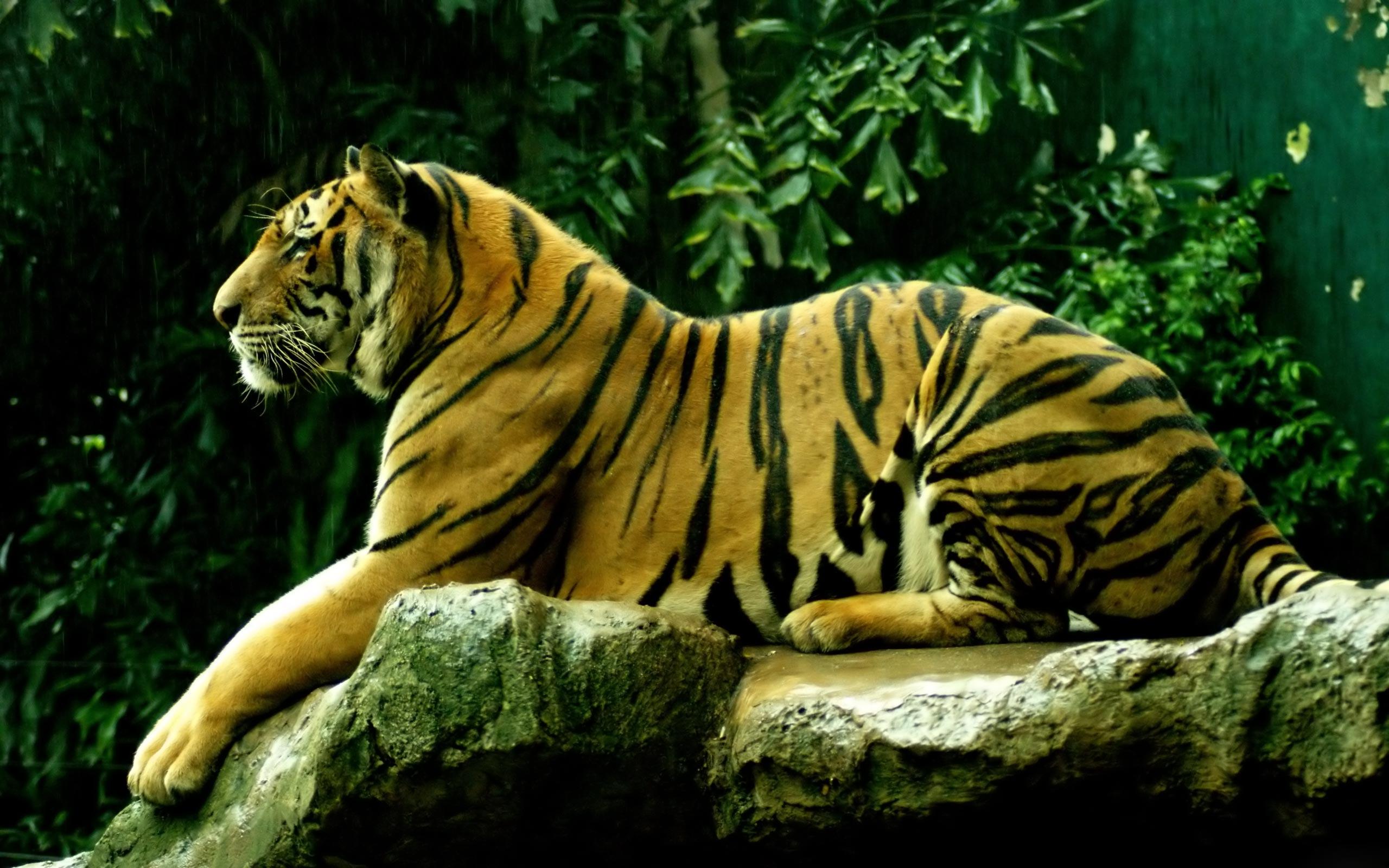 Green Tiger Wallpapers - Top Free Green Tiger Backgrounds - WallpaperAccess