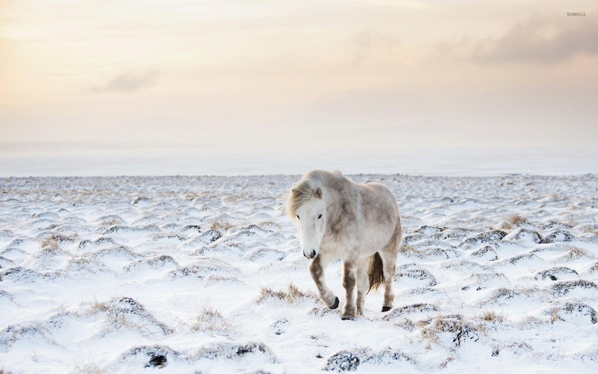 1920x1200 Horse in winter wallpaper wallpaper