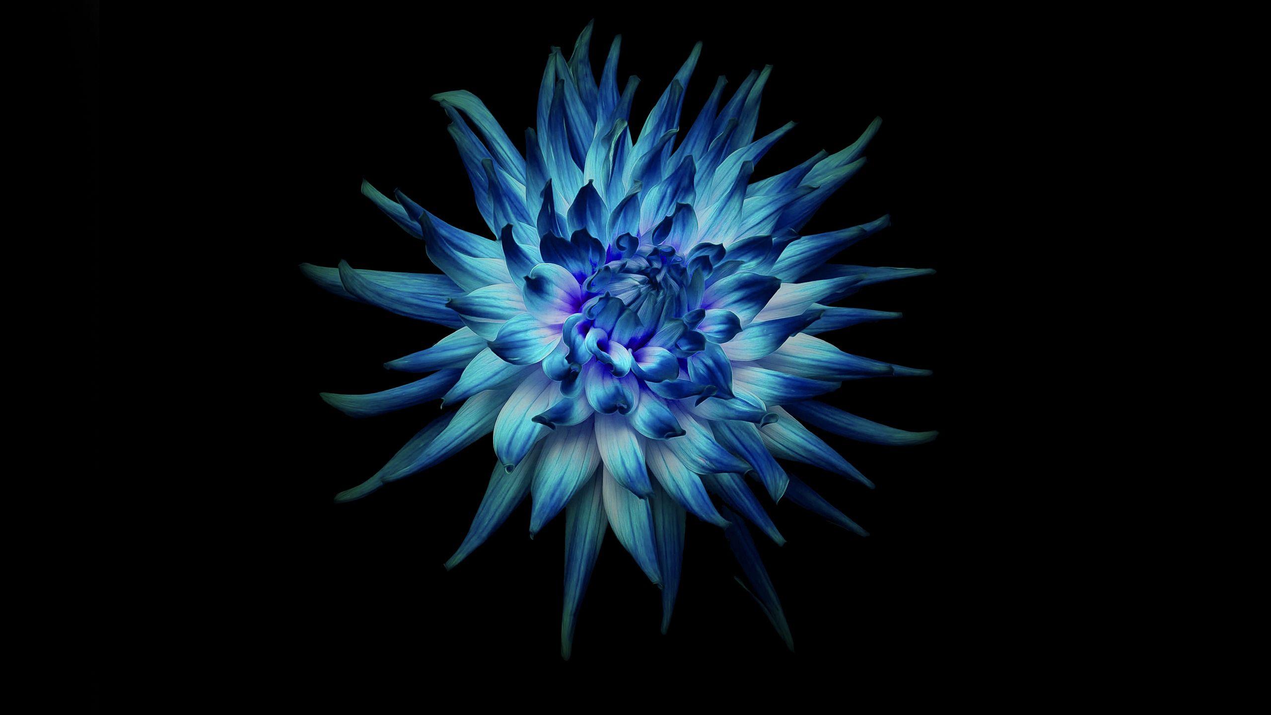 2560x1440 Blue Dahlia Flower on Black Background wallpaper and image, picture, photo