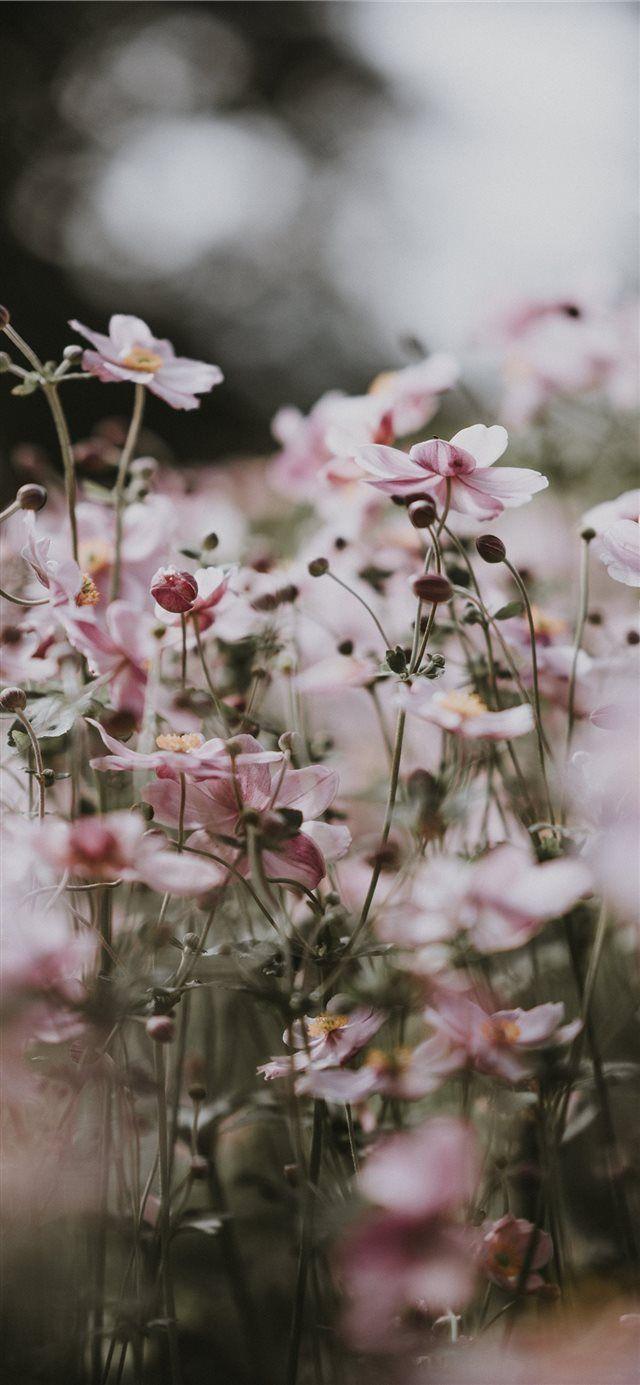 640x1385 Pastel pink flowers iPhone 11 Wallpaper Free Download