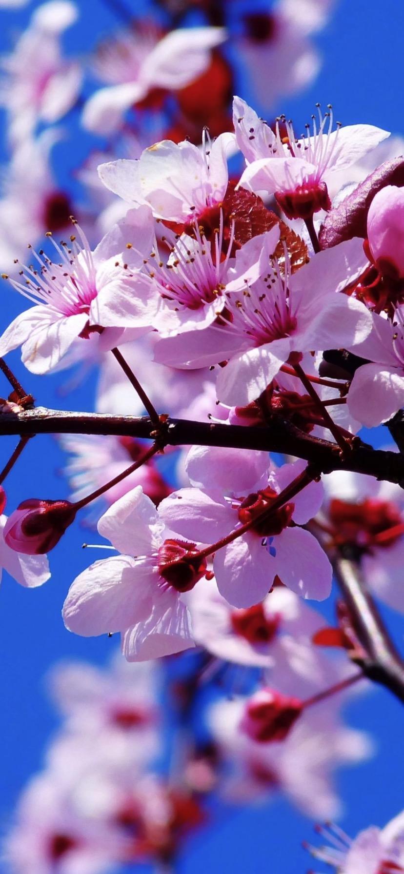 828x1792 Pink Flower Wallpaper iPhone Xr