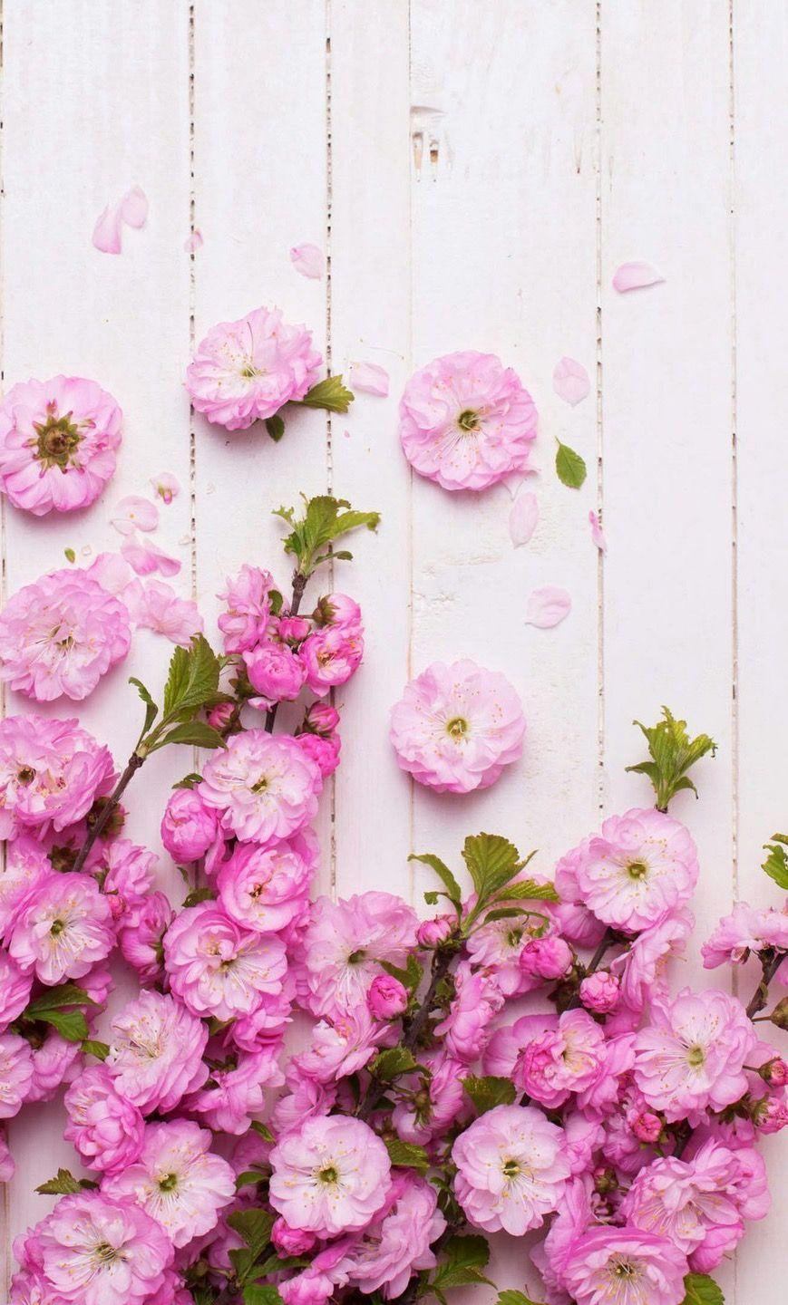 869x1440 Pink Flower iPhone Wallpaper