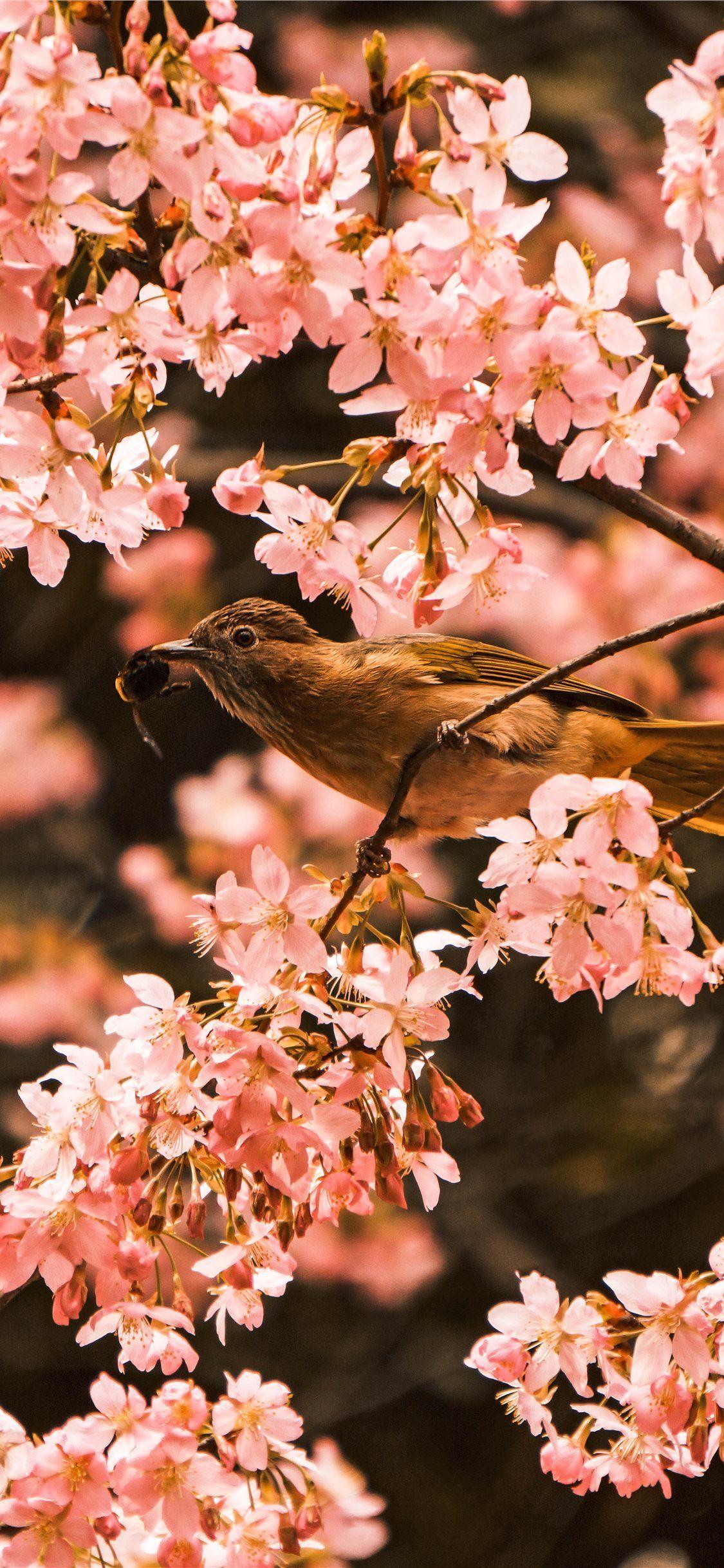 1125x2436 iPhone 11 Spring Wallpaper