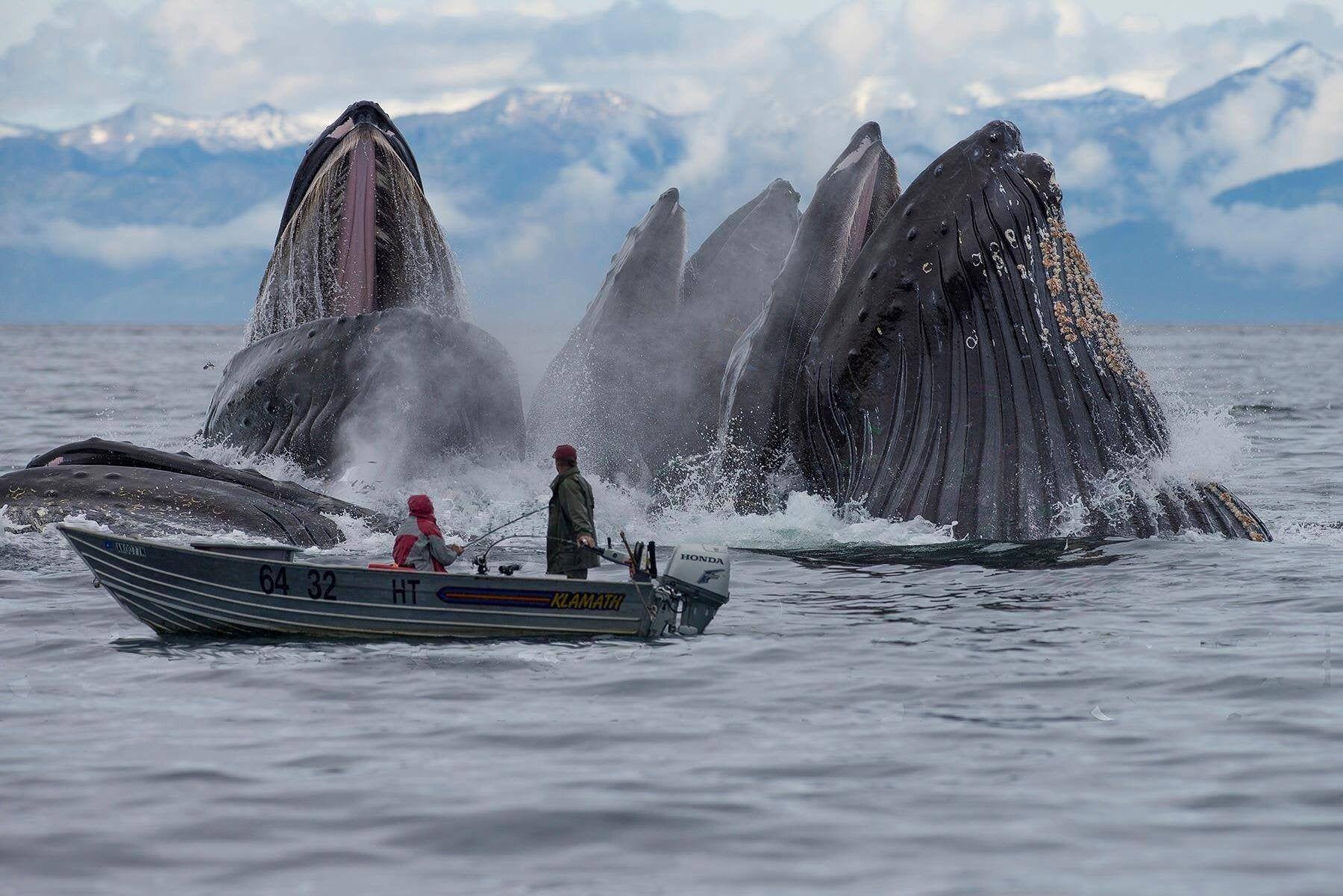 1800x1201 Whales surface spectacularly near a small boat (From Pacific Whale Research)