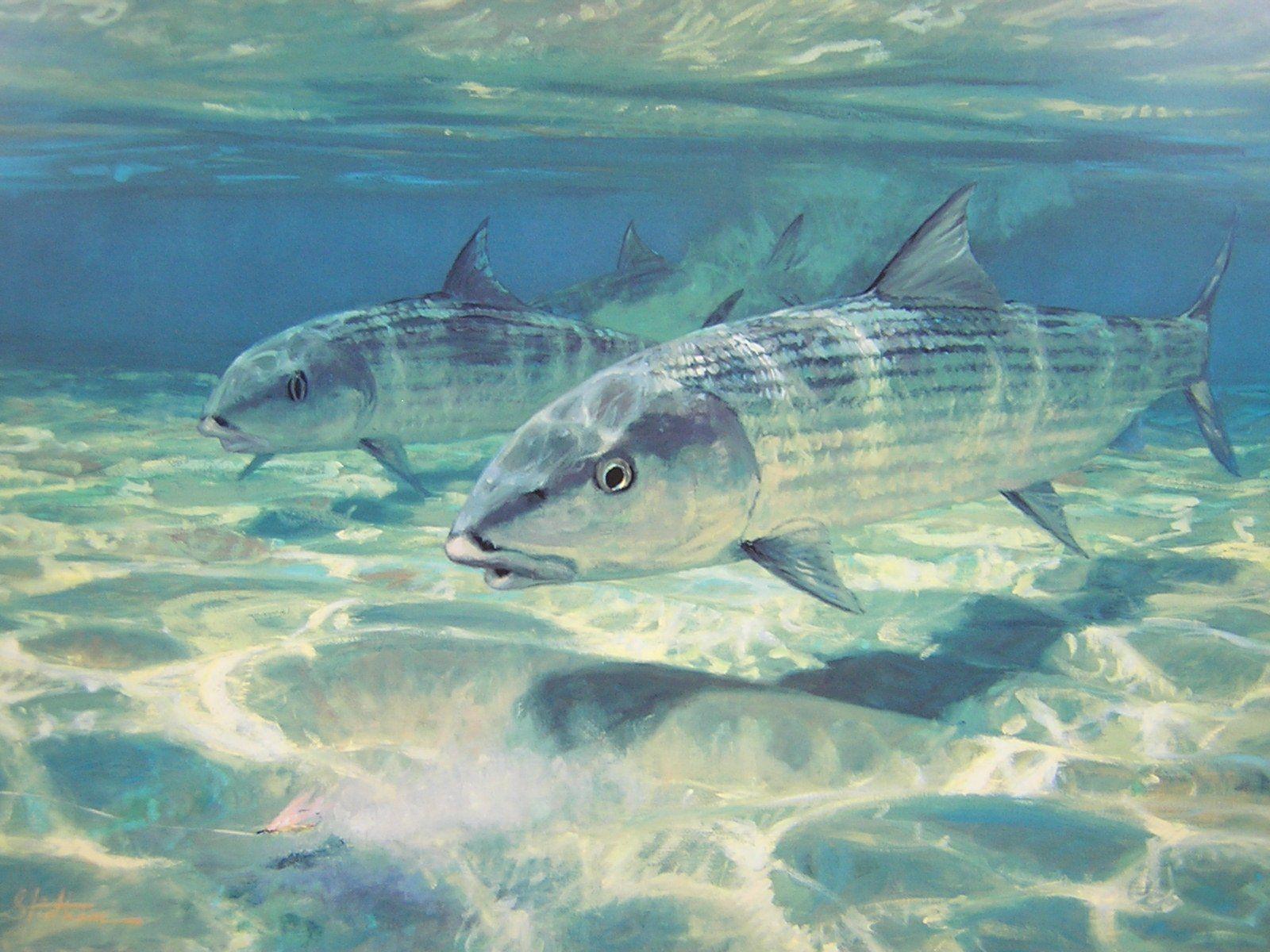 1600x1200 FISHING fish sport water fishes (33) wallpaperx1200