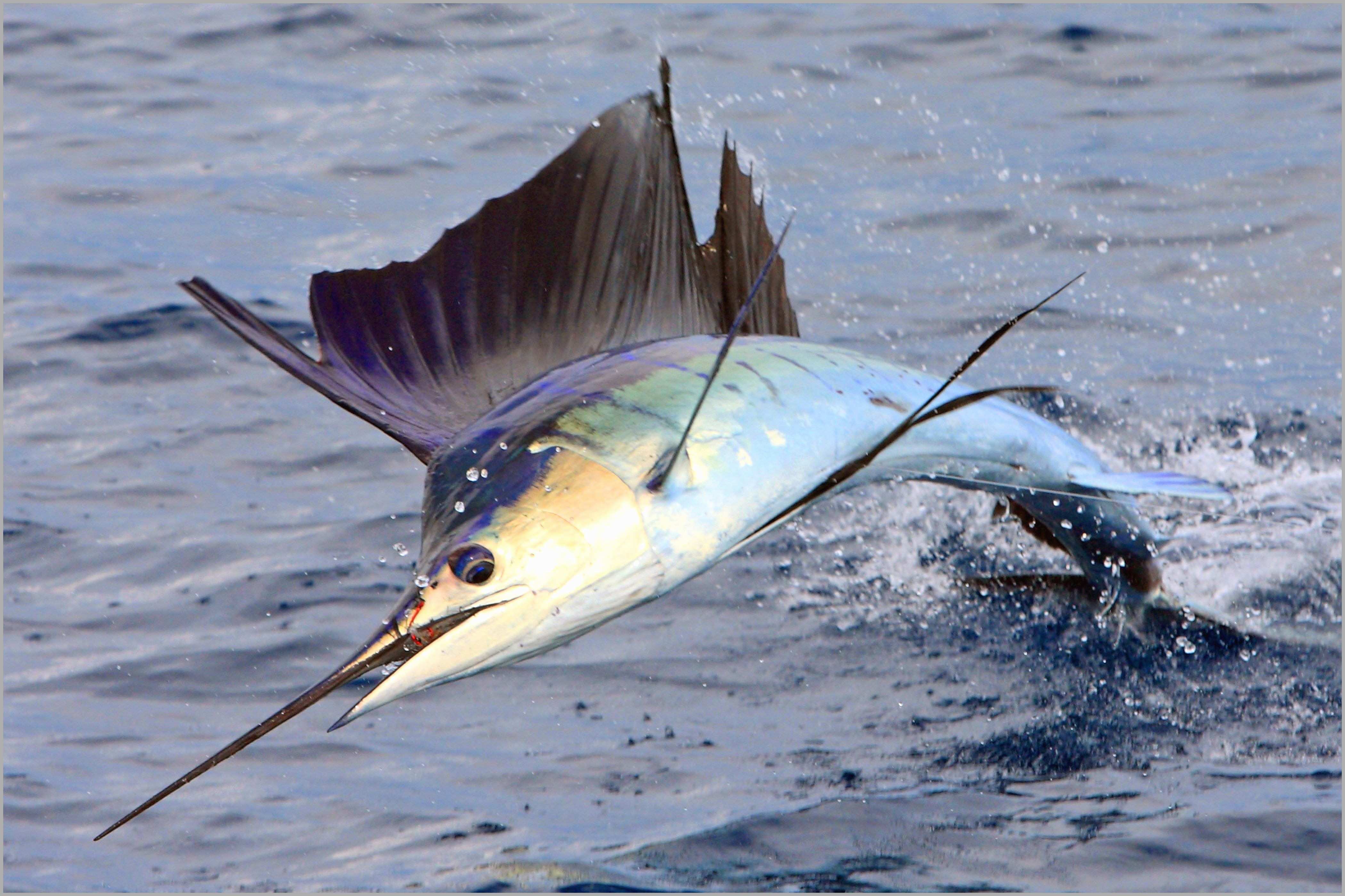 4200x2800 Fly Fishing Wallpaper Border Prettier Fishing Fish Fish Wallpaper & Background Download