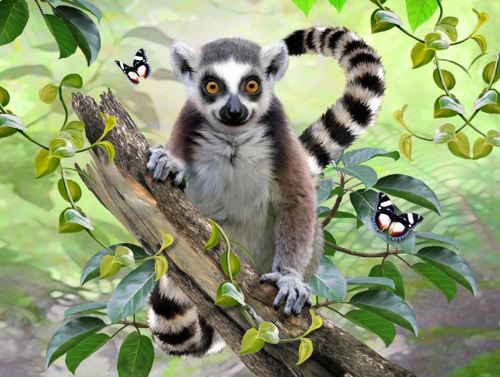 Cute Lemur Wallpapers - Top Free Cute Lemur Backgrounds - WallpaperAccess