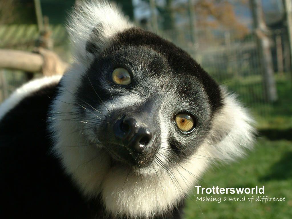 1024x768 Lemur Desktop HD Wallpaper. Animals, Cute animals, Lemur