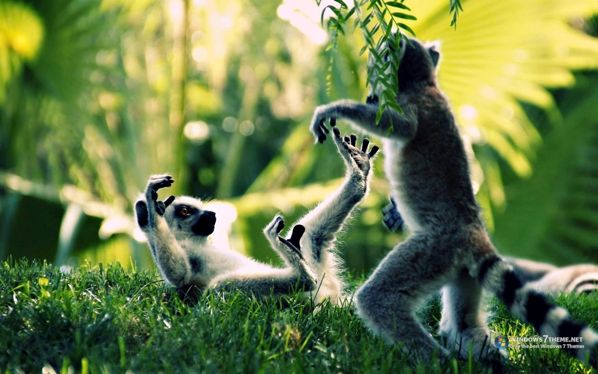 1920x1200 Ring tailed lemur primate Madagascar tails rings stripes play cute wildlife grass trees forest jungle plants fur wallpaperx1200