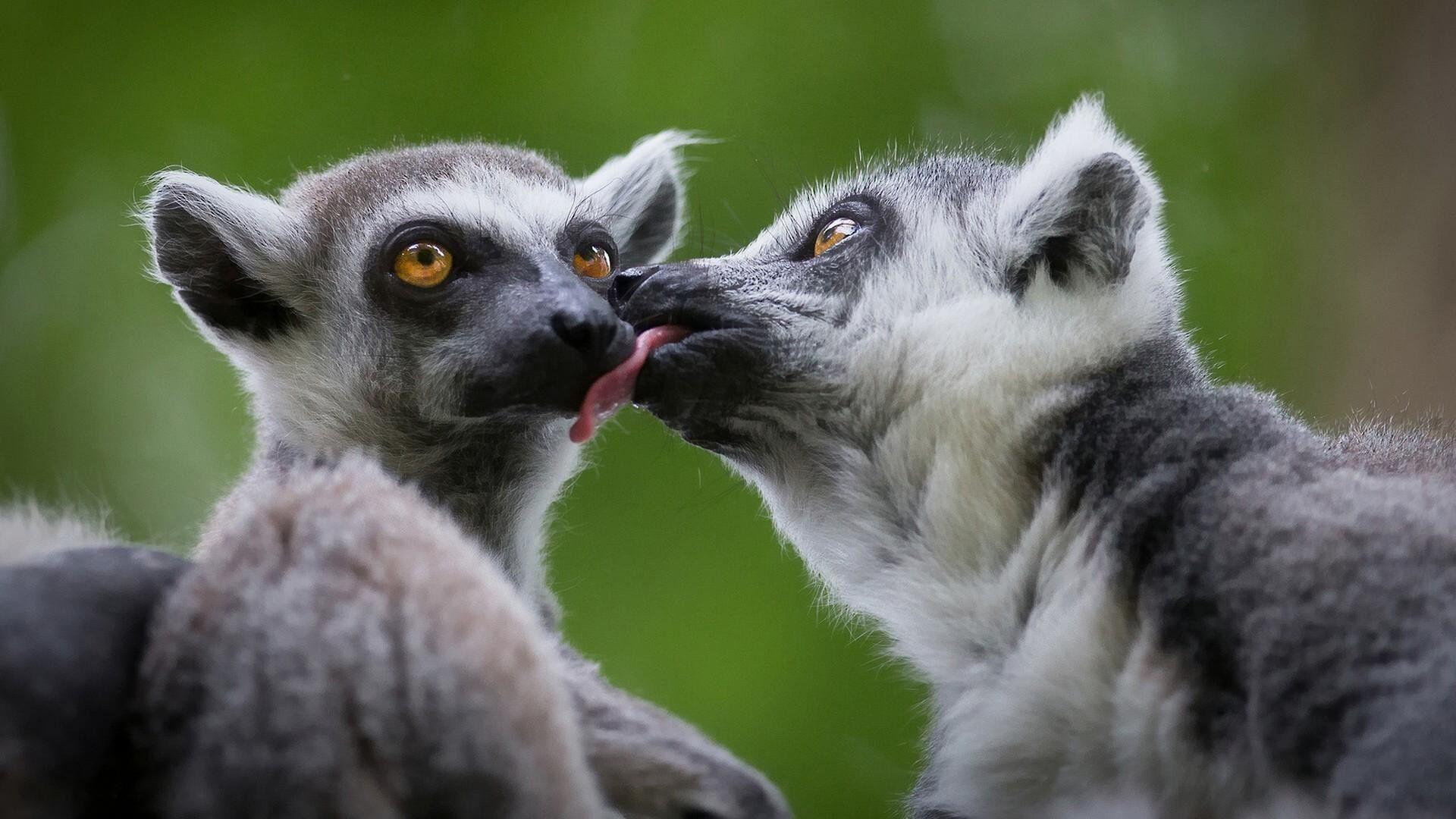 1920x1080 Lemur Animal HD Wallpaper