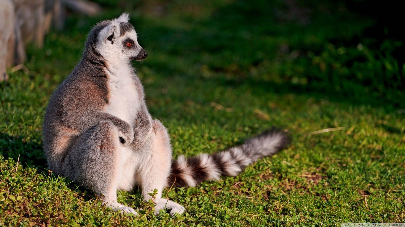 1366x768 Lemur wallpaperx768