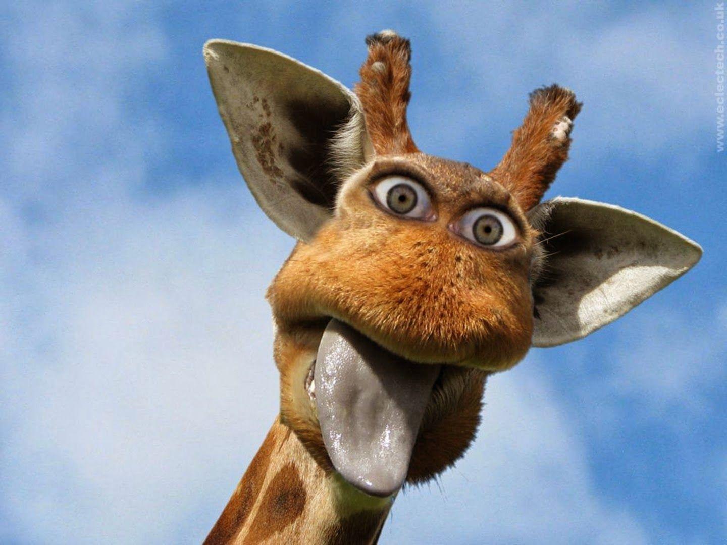 1440x1080 Funny Giraffe Desktop Wallpaper Free Download Backgroundjpg Wacky Wednesday Wednesday HD Wallpaper
