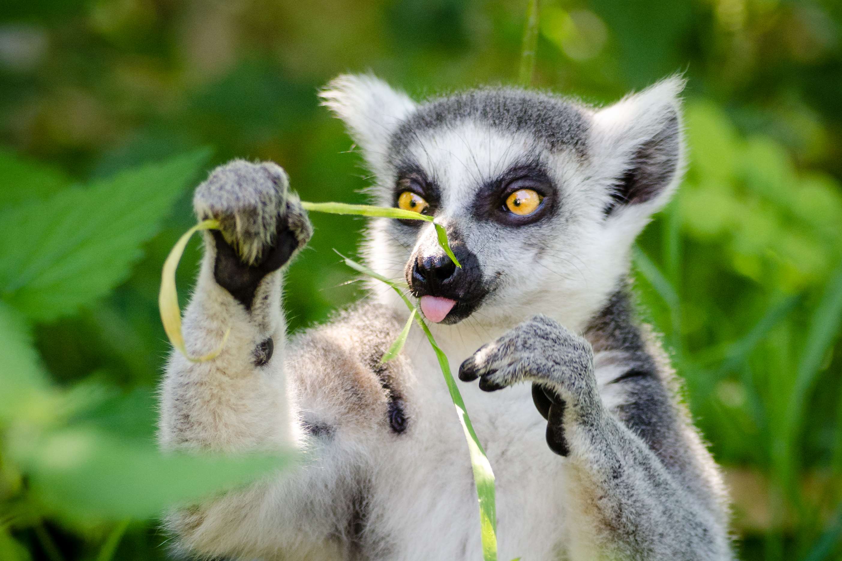 Cute Lemur Wallpapers - Top Free Cute Lemur Backgrounds - WallpaperAccess