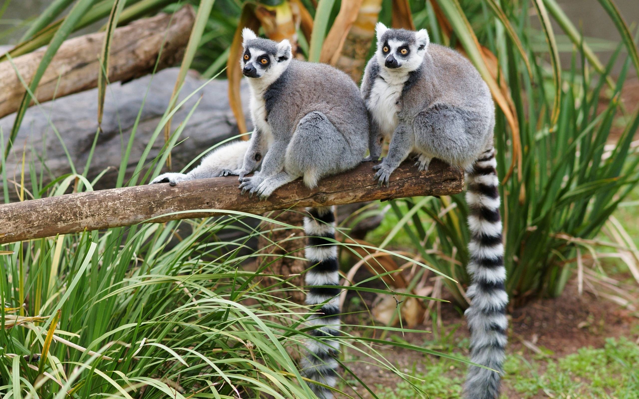 Cute Lemur Wallpapers - Top Free Cute Lemur Backgrounds - WallpaperAccess