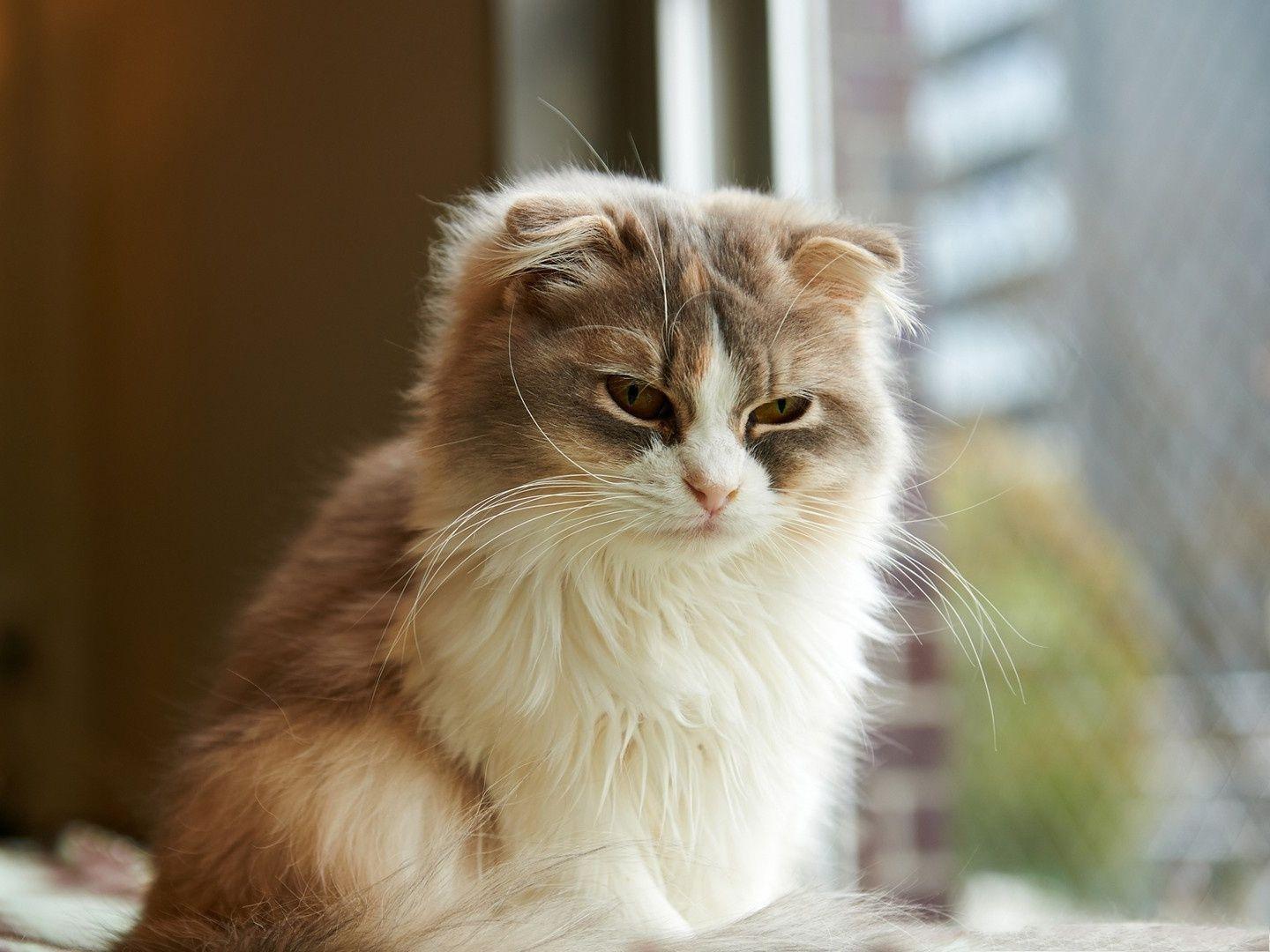 1440x1080 Funny Cats Image, Serious Cat in Long Fur, Sunshine Pouring in 1440X1080 free wallpaper download 1440X1080 free wallpaper download. Free Wallpaper World