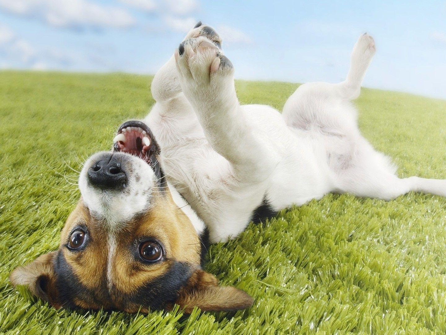 1440x1080 Happy Dog wallpaperx1080