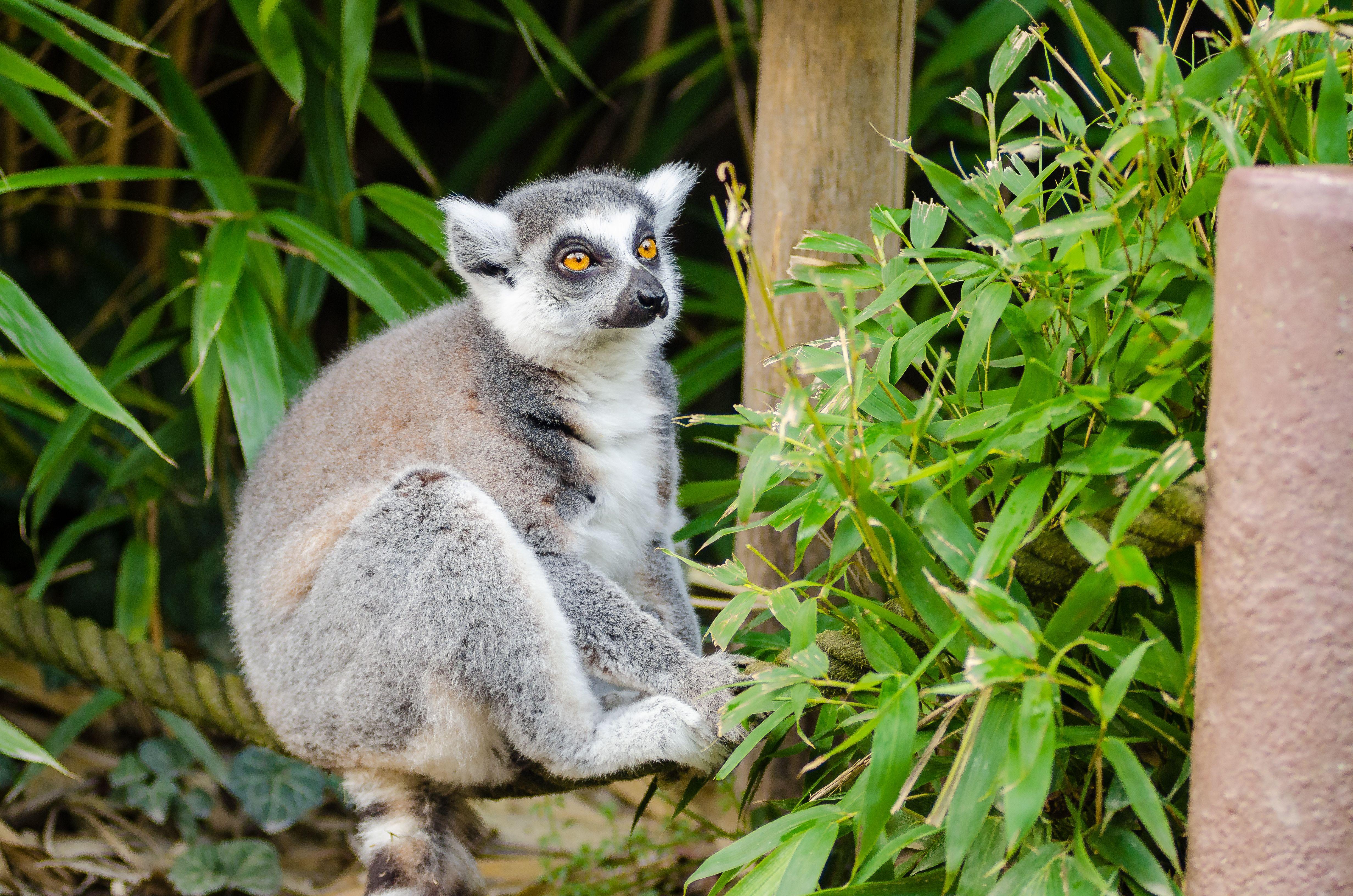 4928x3264 Free Photo: Ring Tailed Lemur Dad, Pet, Lemur