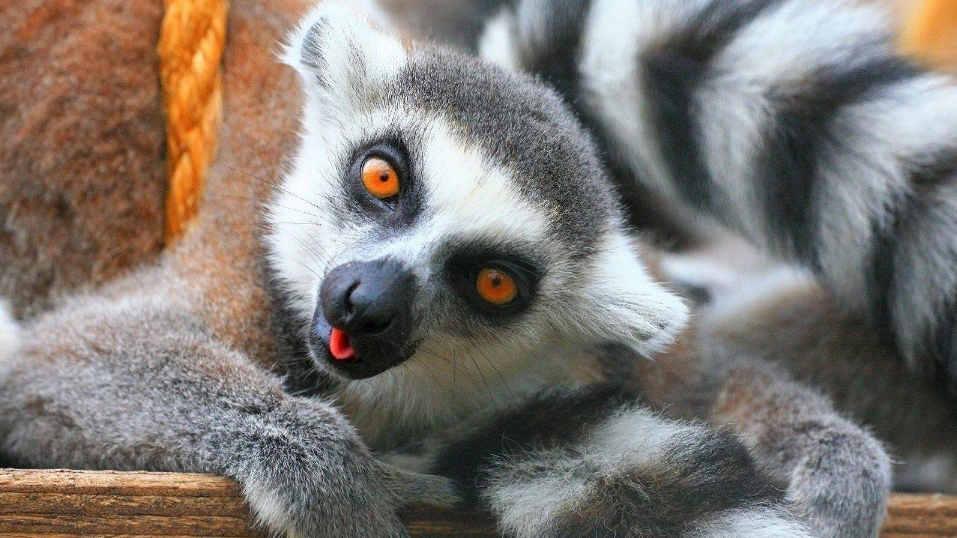 1920x1080 Lemur Wallpaper: Image