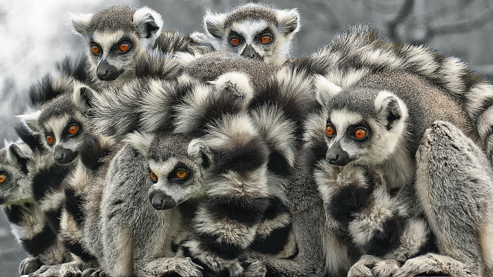 1920x1080 Lemur wallpaper 1920x1080 Full HD (1080p) desktop background
