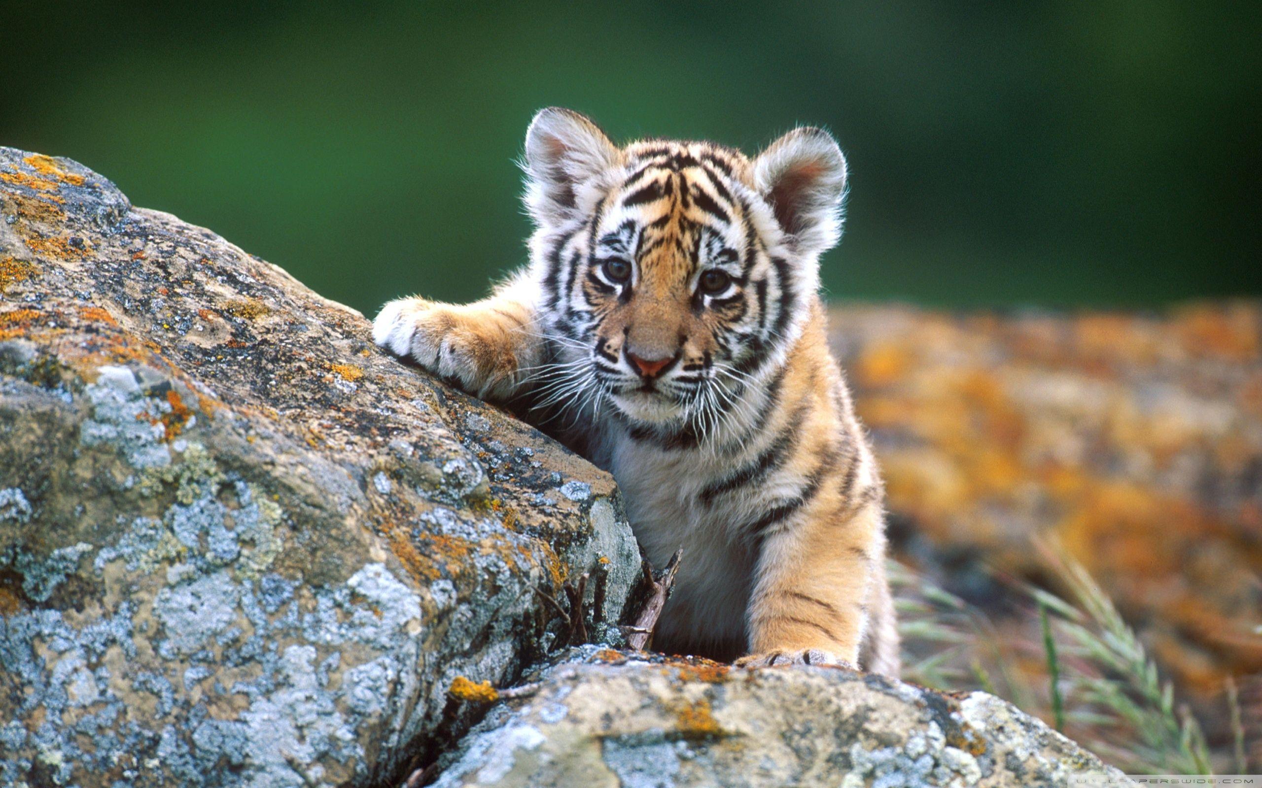 2560x1600 HQ Definition Image Collection of Lemur: Derval Murrie