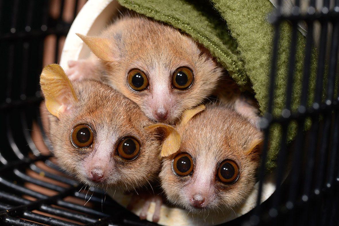 1180x787 1180x787px Lemurs (282.19 KB).04.2015