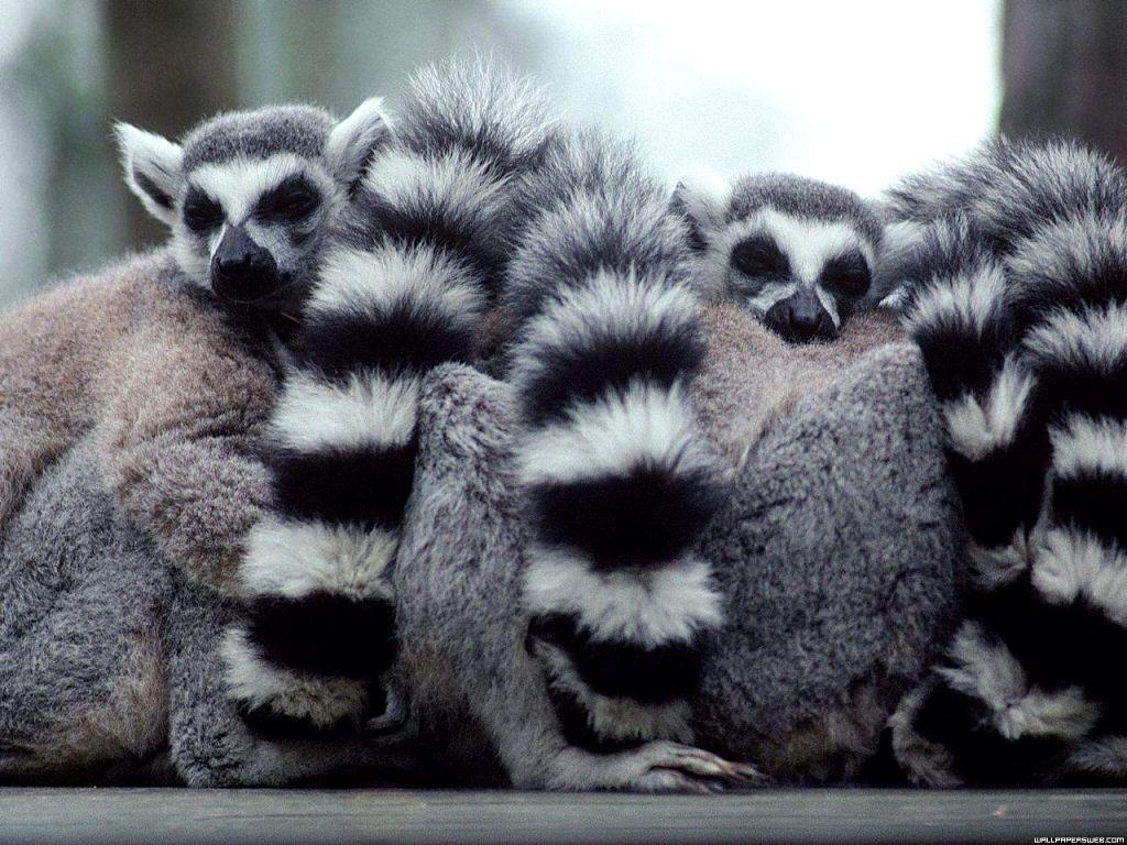 1024x768 Lemur wallpaperx768