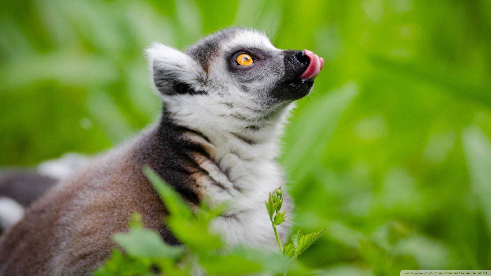 1920x1080 Ring Tailed Lemurs Tongue Out Ultra HD Desktop Background Wallpaper for 4K UHD TV : Widescreen & UltraWide Desktop & Laptop : Tablet