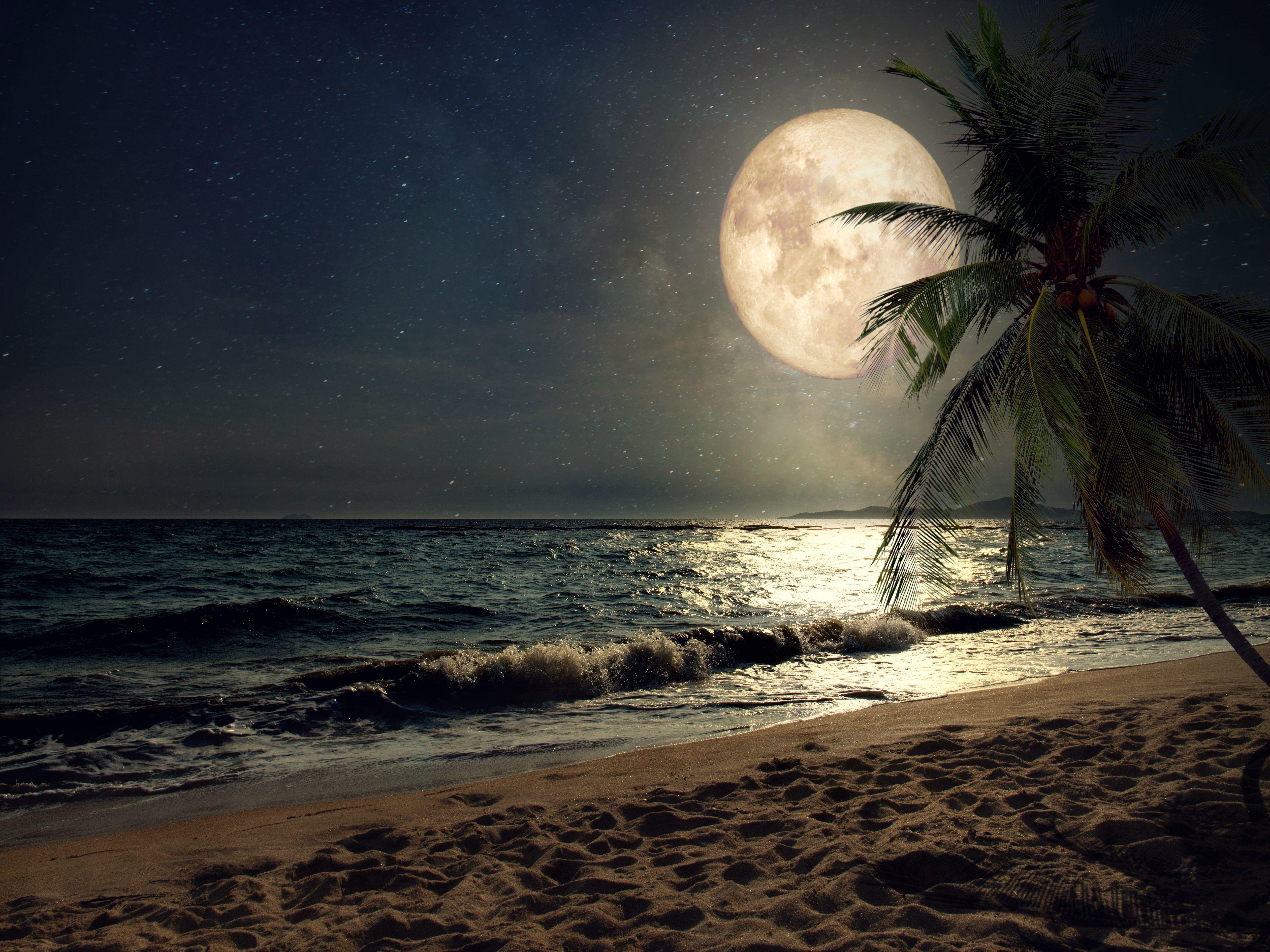 Night with full moon  beautiful wallpaper Vector Image