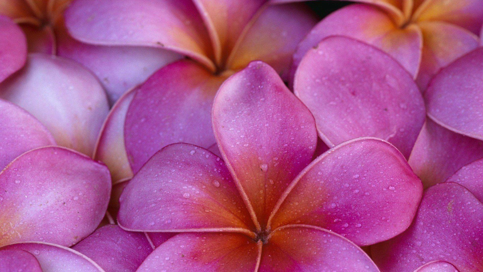 1920x1080 Free Hawaii Flower Wallpaper Image