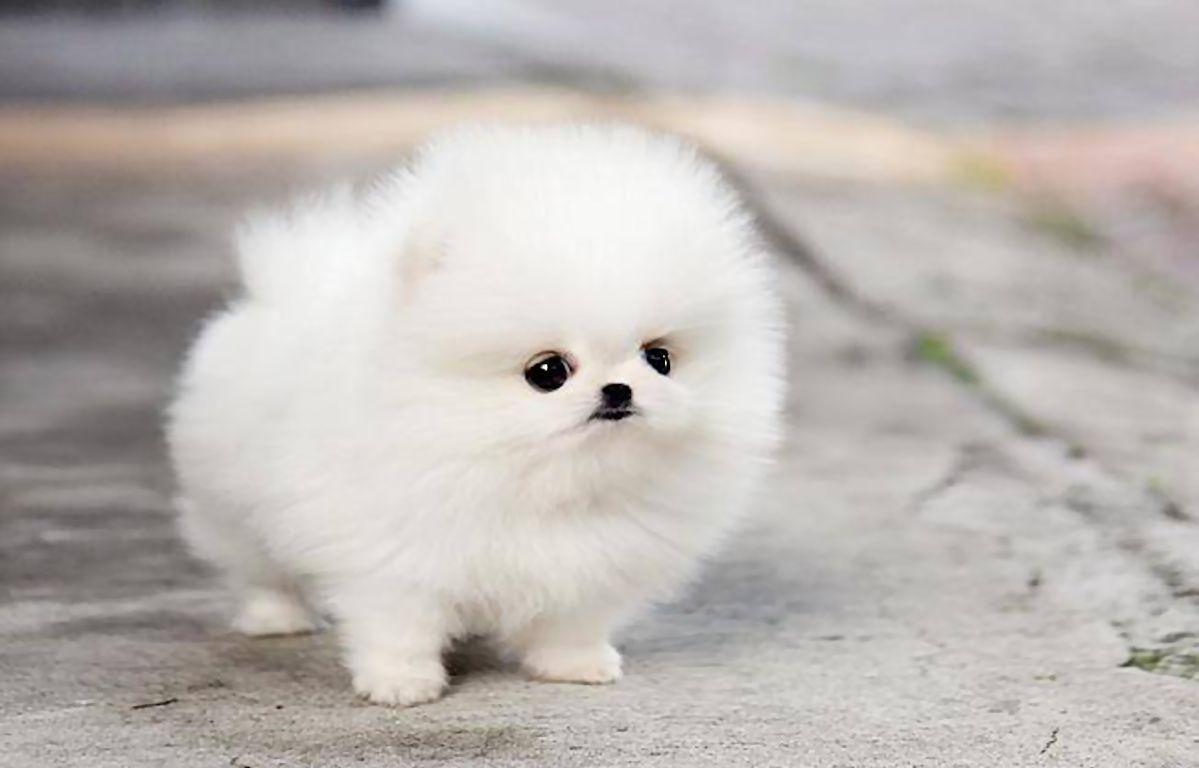 1199x768 Pomeranian Teacup Dogs Wallpaper