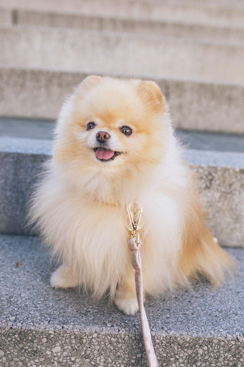 1000x1500 Pomeranian Picture [HD]. Download Free Image