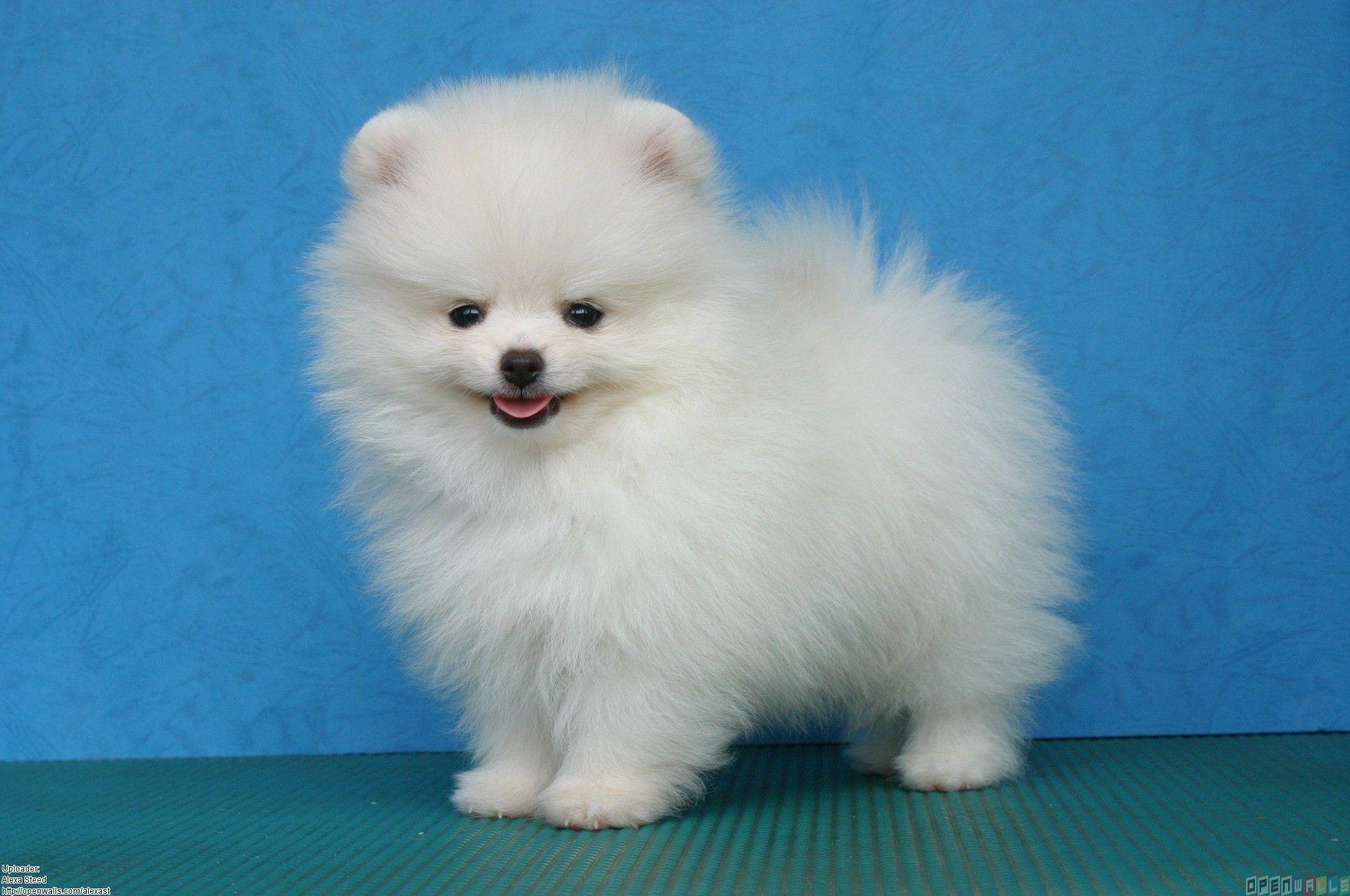 1946x1292 Pomeranian Puppy Wallpaper Pomeranian Puppies