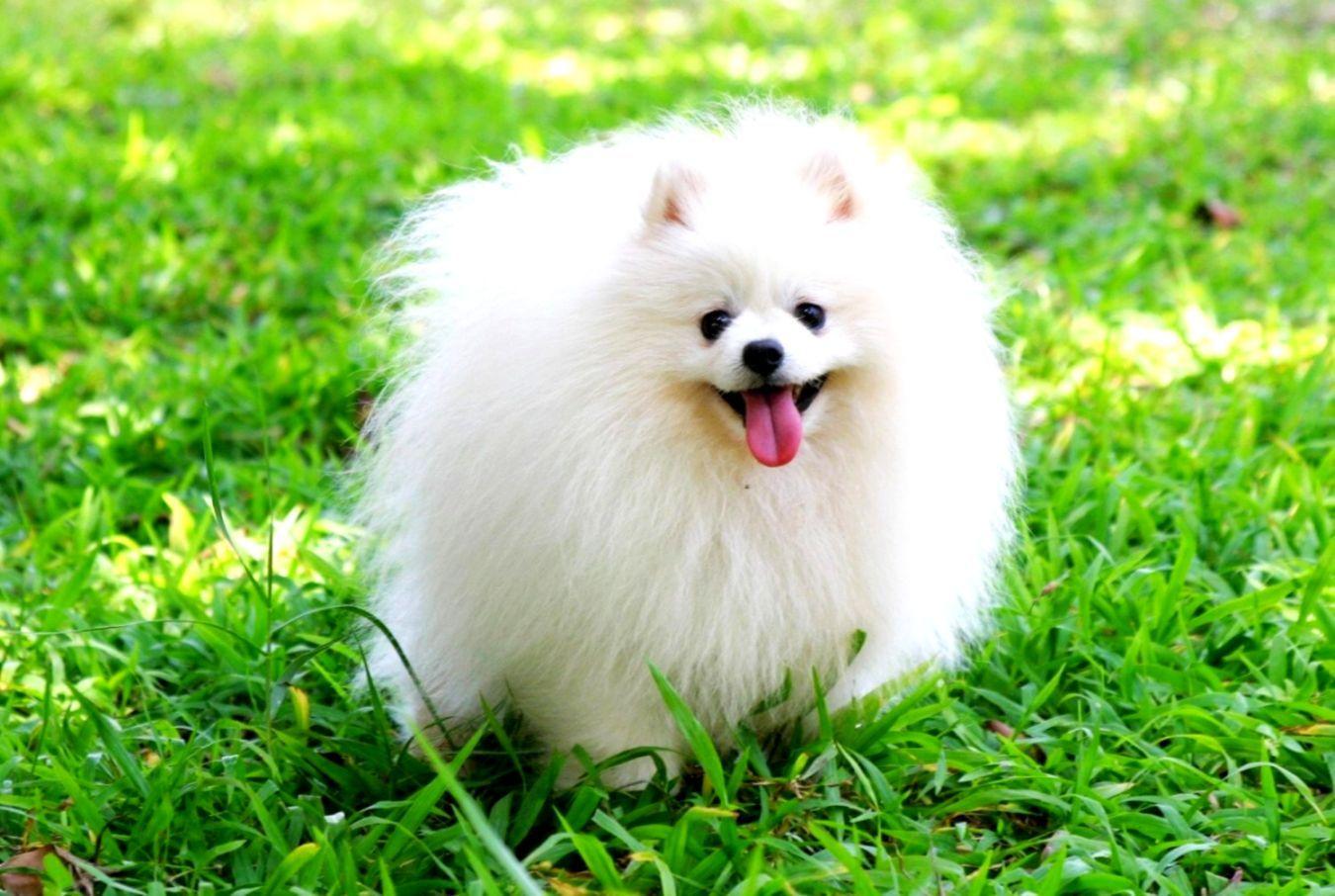 1350x906 Best 31 Pomeranian Wallpaper On Hipwallpaper Pomeranian Dog Wallpaper HD