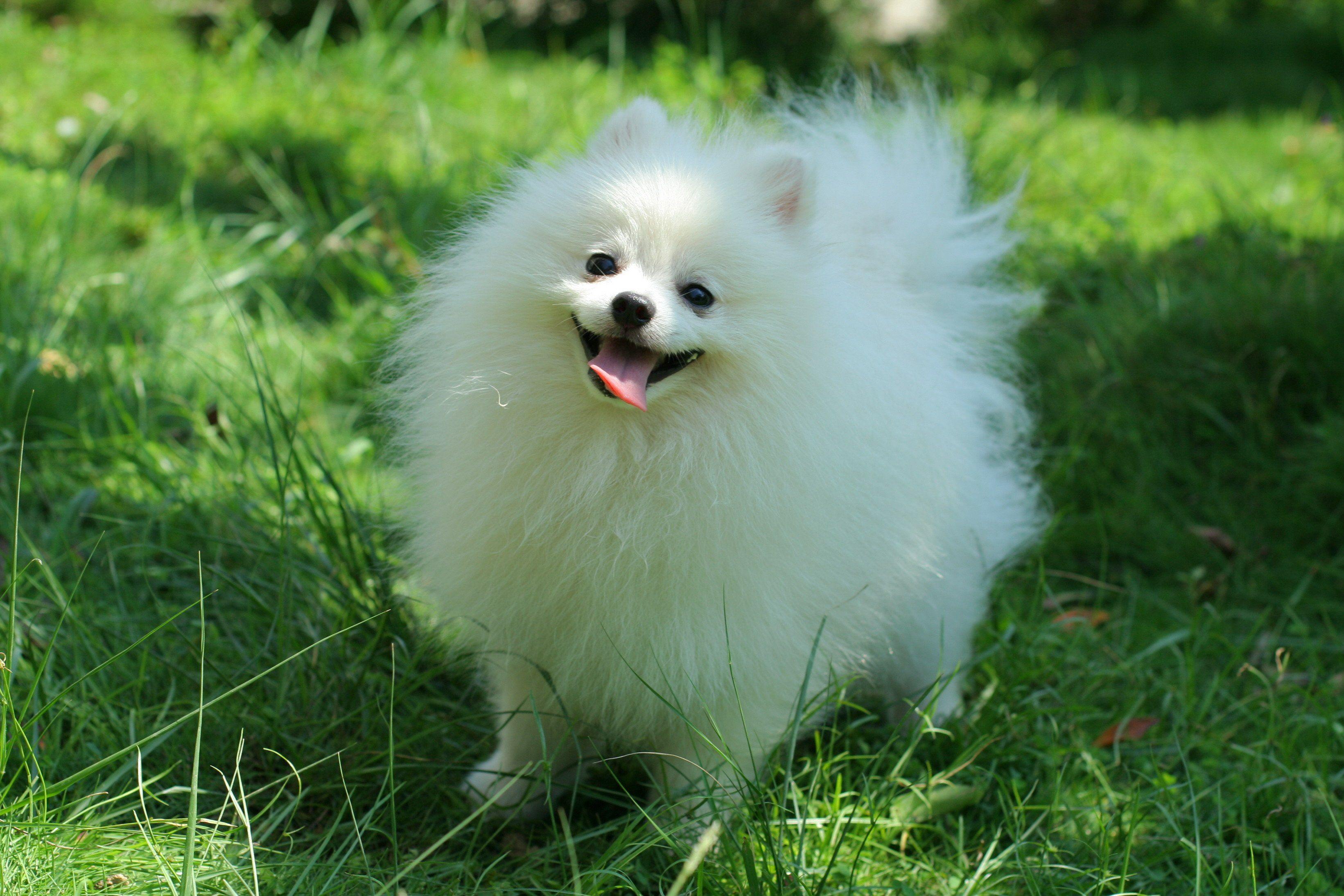 3283x2189 HD Pomeranian Wallpaper