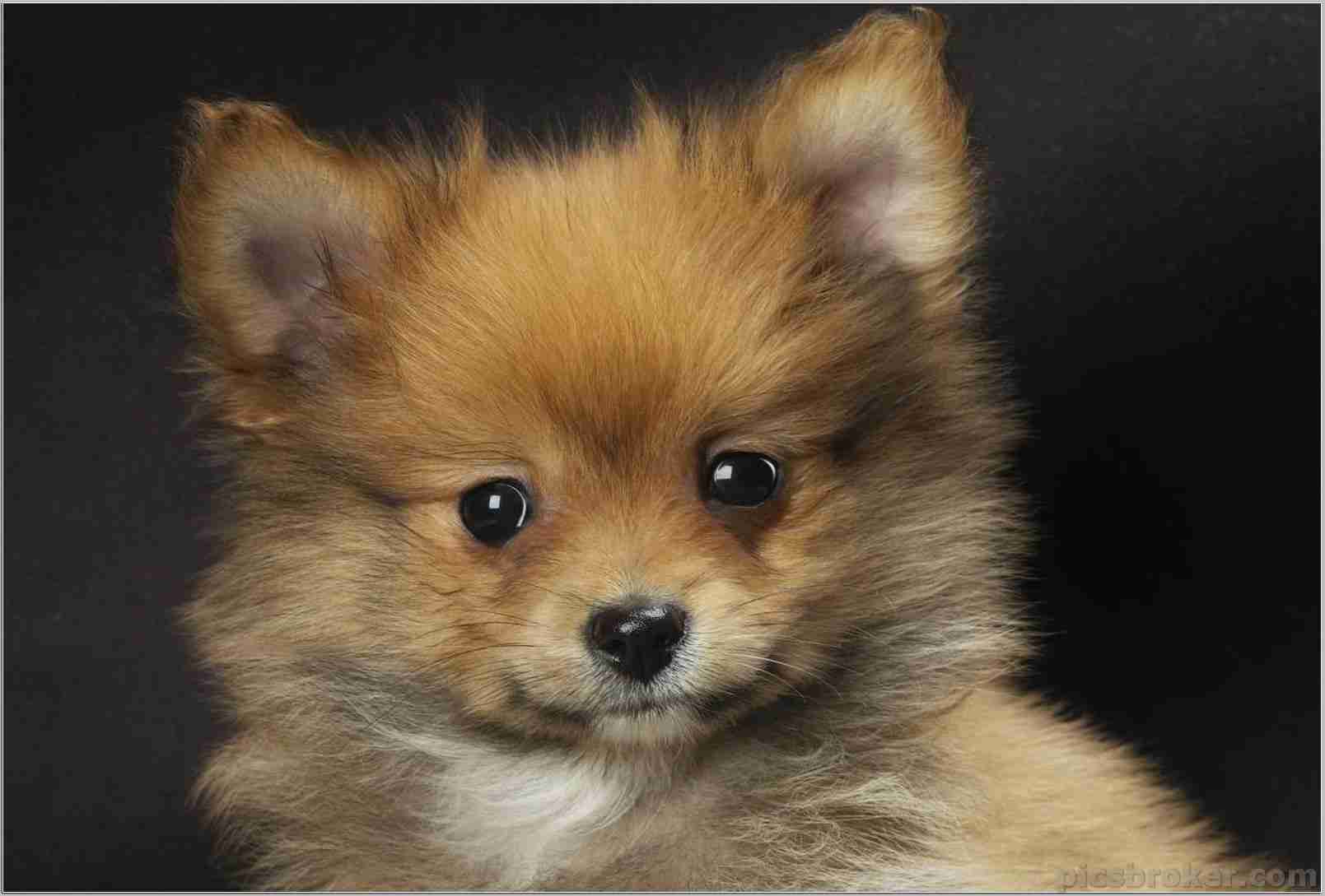 1609x1089 Boo Dog Wallpaper HD Puppies Wallpaper & Background Download