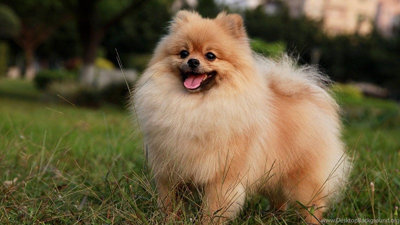1600x900 Best Animals Wallpaper: Pomeranian Puppies, Animals Desktop Background