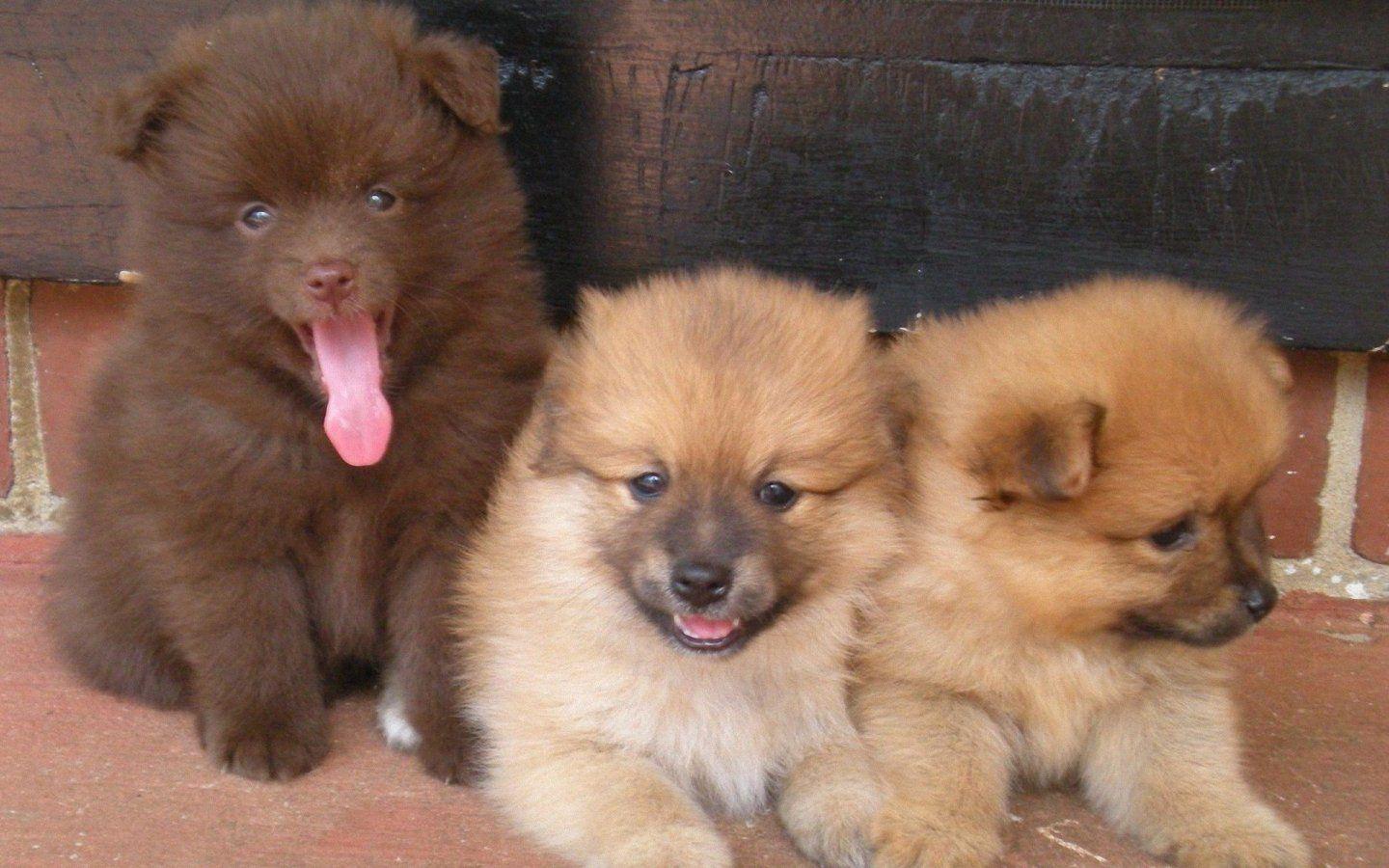 1440x900 Pomchi Wallpaper. Pomchi Wallpaper, Pomchi Puppies Wallpaper and Pomchi Wallpaper Pupppies