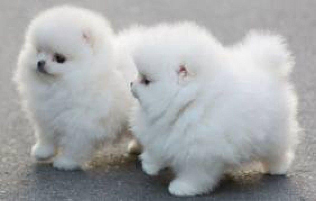 1200x762 Pomeranian Puppies Wallpaper