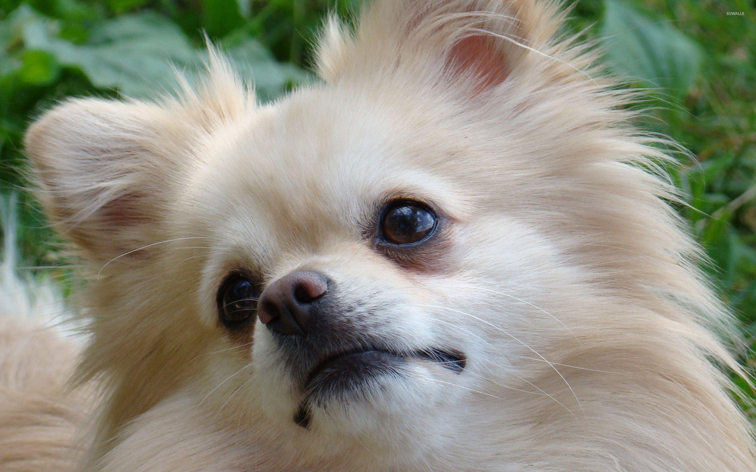 2560x1600 Pomeranian wallpaper wallpaper