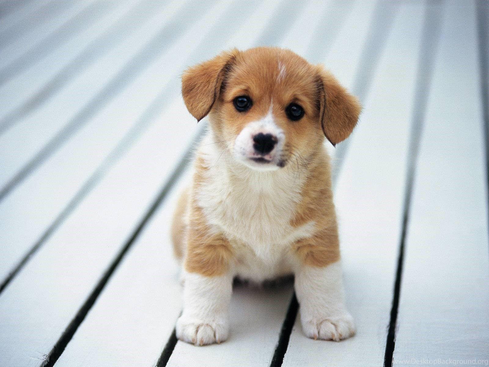 1600x1200 Cute Dog Pomeranian Puppy Wallpaper Desktop Background