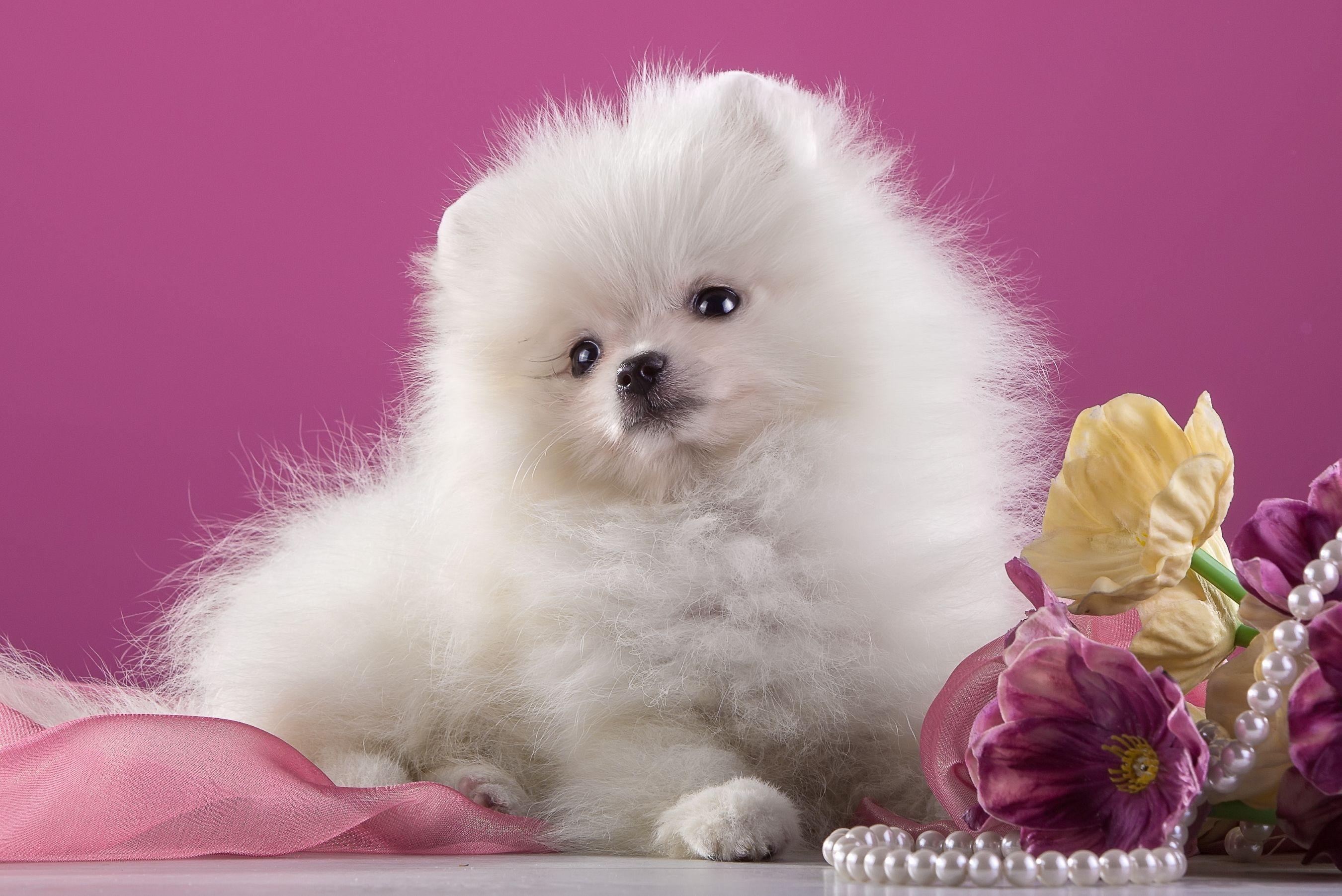 Pomeranian Puppy Wallpapers Top Free Pomeranian Puppy Backgrounds