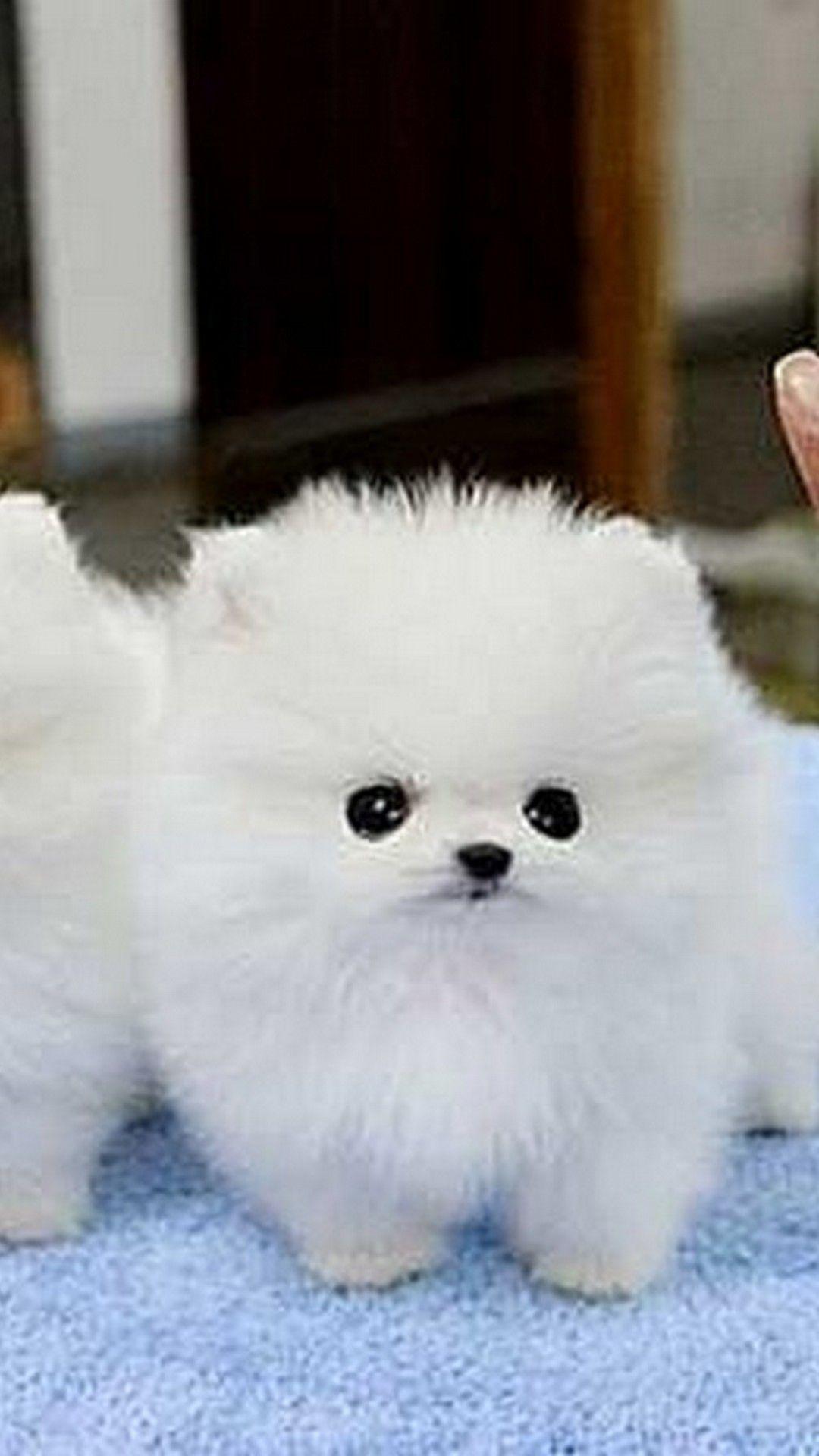 1080x1920 Picture Of Puppies Wallpaper Android Android Wallpaper