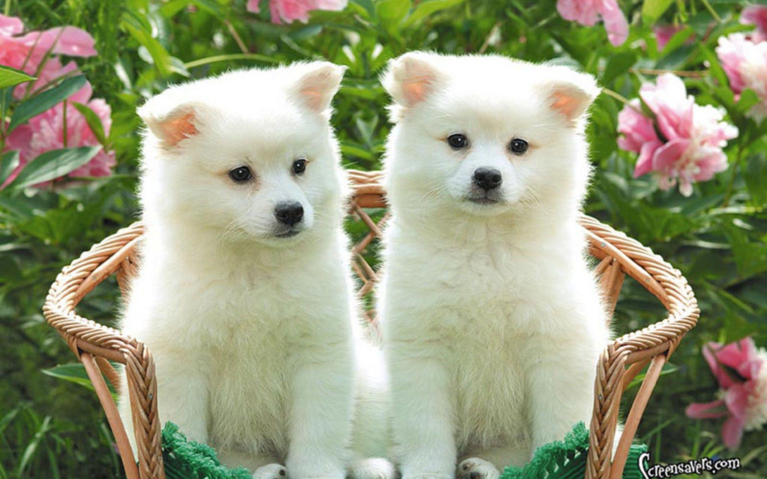 2560x1600 Pomeranian Wallpaper