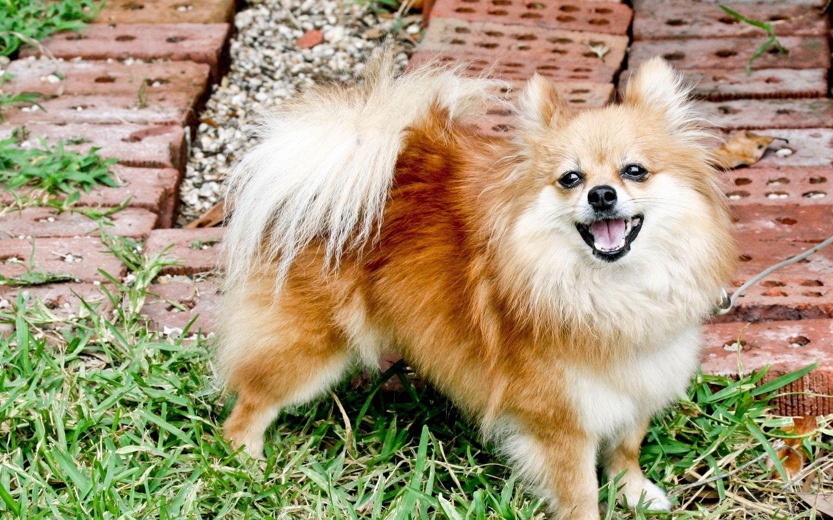 1680x1050 Download wallpaper 1680x1050 pomeranian, dog, fluffy, grass widescreen 16:10 HD background