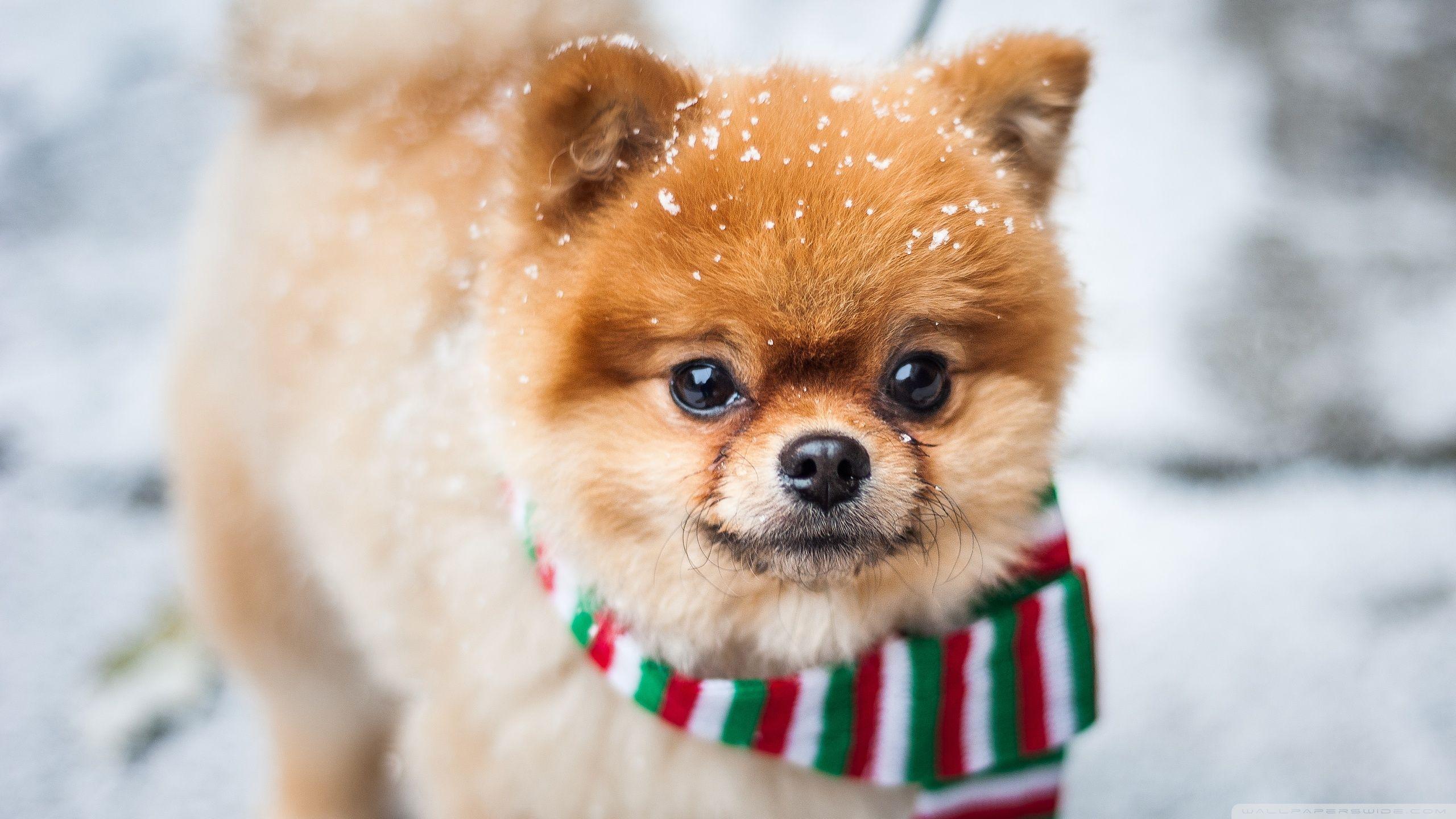 2560x1440 Pomeranian Dog, Outdoor, Winter Ultra HD Desktop Background Wallpaper for 4K UHD TV : Widescreen & UltraWide Desktop & Laptop : Tablet