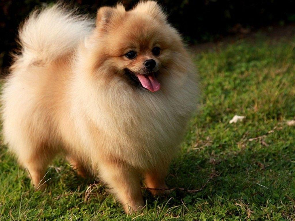 1024x768 Pomeranian Dog In Nature &laquo; Dogs &laquo; HD Animal Wallpaper 806 - Pomeranian Dog Wallpaper