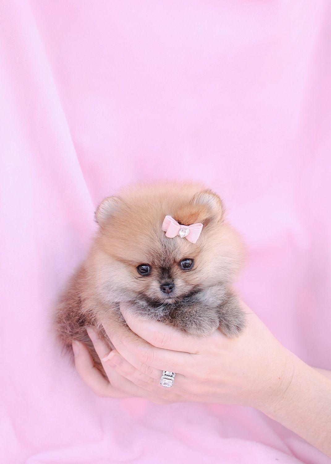 1071x1500 Teacup Pomeranian Puppy And Pomeranian Puppies At Teacups Wallpaper & Background Download